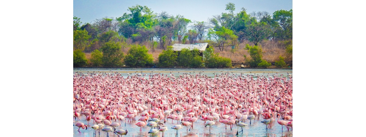  Thane Creek Flamingo Sanctuary: One of the best off beat place 