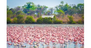 <center> Thane Creek Flamingo Sanctuary: One of the best off beat place </center>